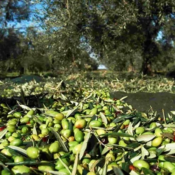 Galantino Fruttato Medio Extra Virgin Olive Oil, 500ml Hot