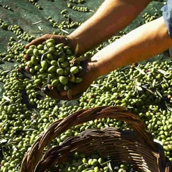 Galantino Gran Cru Coratina Extra Virgin Olive Oil, 500ml Outlet