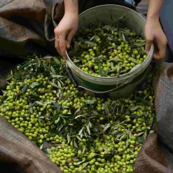 Honest Toil Extra Virgin Greek Olive Oil Best