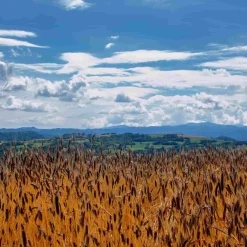 Mulino Marino Organic Semola di Grano Duro Wheat Flour, 1kg Clearance