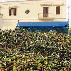 Galantino Puglian Extra Virgin Olive Oil in Red Splatter Ceramic Bottle, 500ml Discount