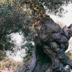 Galantino Puglian Organic Olive Oil in Terracotta Bottle, 500ml Sale