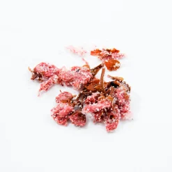Japanese Ingredients Salted Sakura Cherry Blossom, 30g Discount