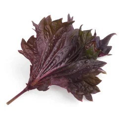 Veritable Asian Lingot Insert, Organic Red Shiso Online