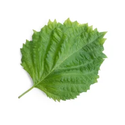 Veritable Asian Lingot Insert, Organic Green Shiso